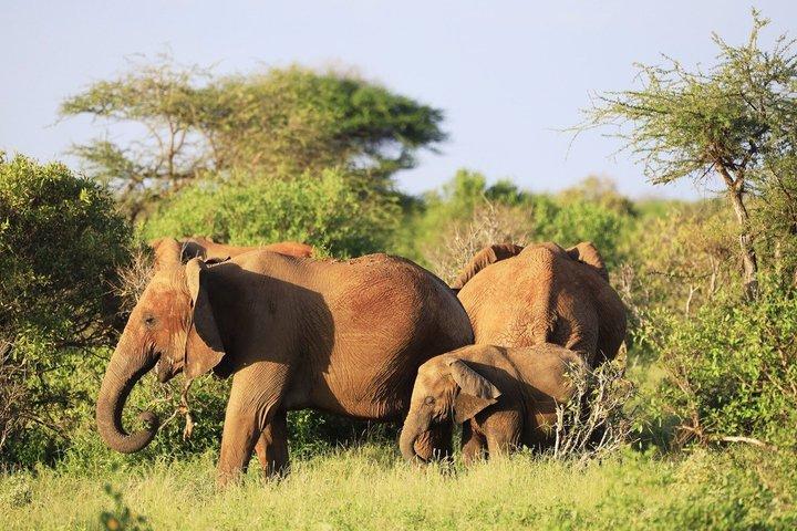 6 dagars safaritur i Tanzania