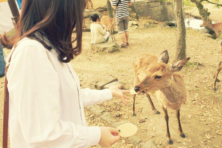 Visite privée sur mesure à Osaka, Nara, Kobe et Kyoto