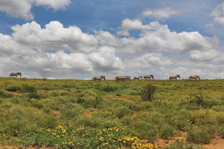 Addo Elephant Full Day Safari With Lunch