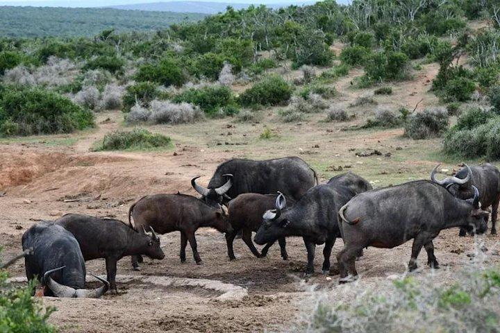 Addo Elephant Full Day Safari With Lunch