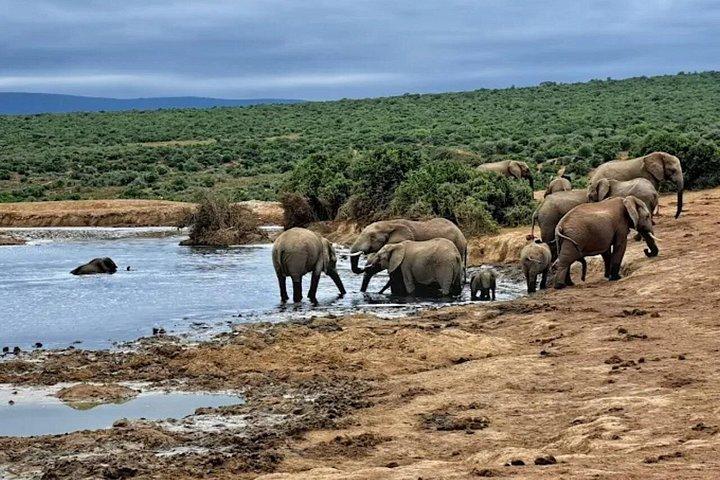 Addo Elephant Full Day Safari With Lunch