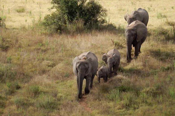 Addo Elephant Full Day Safari With Lunch