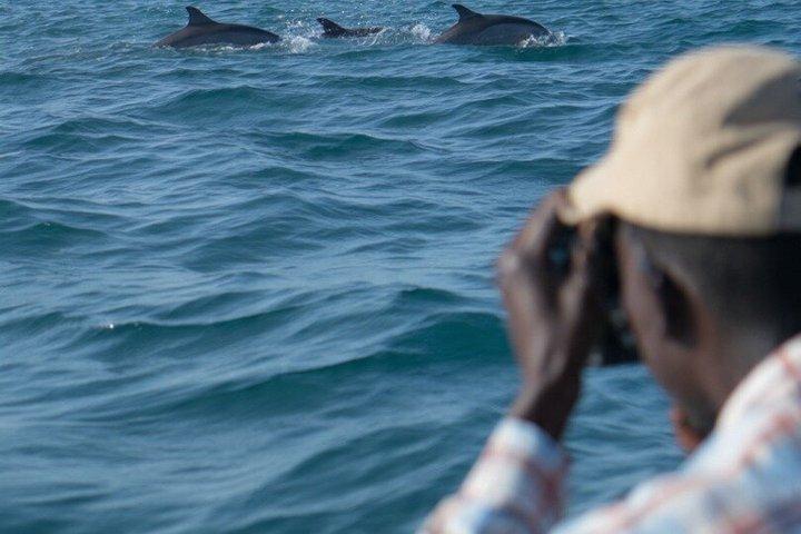 ディアニビーチのワシニ・ドウとイルカ小旅行