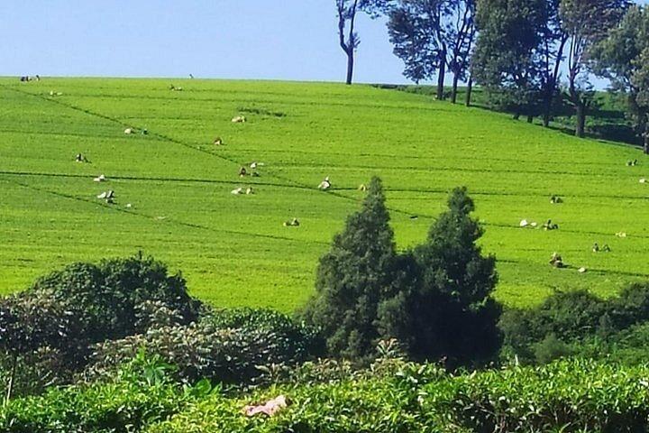 Visite de la ferme de thé de Kiambethu au départ de Nairobi