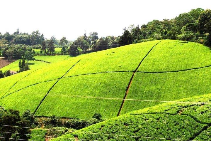 Kiambethu Tea Farm Tour von Nairobi