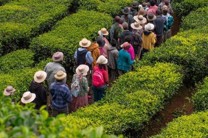 Kiambethu Tea Farm Tour von Nairobi