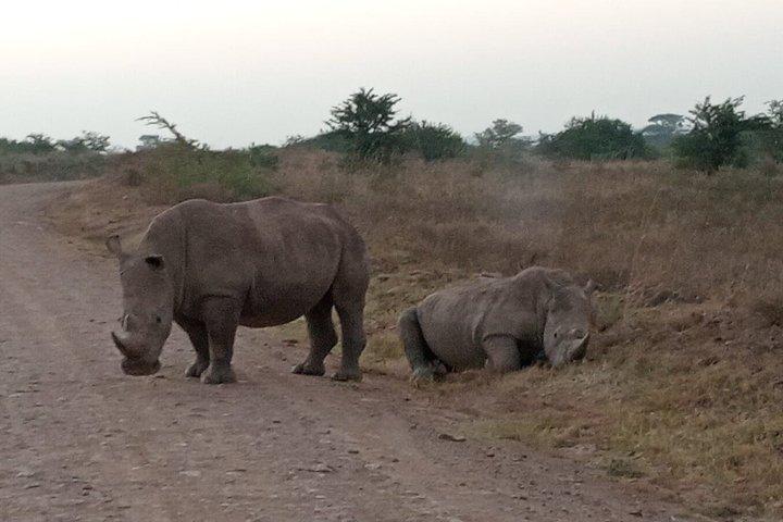 Excursion d'une demi-journée au parc national de Nairobi avec options