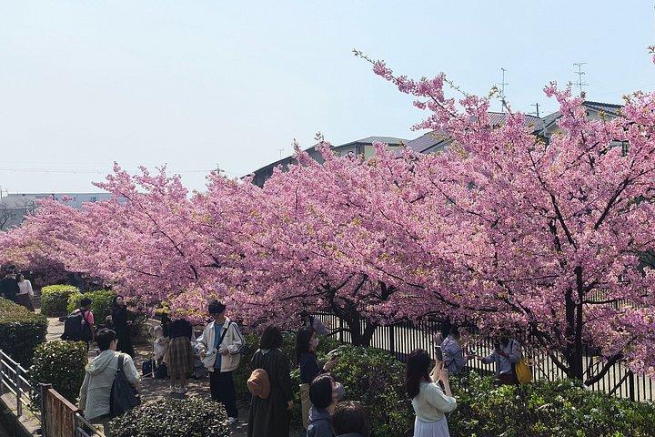 京都の隠れた地元の桜スポットと禅庭園