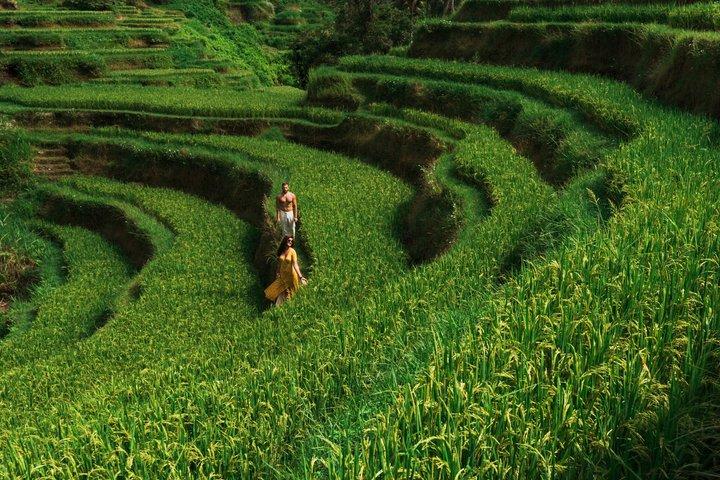 Ultimate Ubud Day Tour: Monkey Forest, Hidden Waterfall e Templo