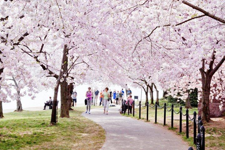 USキャピトルのあるキャピトルヒル、ナショナルモールバスツアー、ボートクルーズ