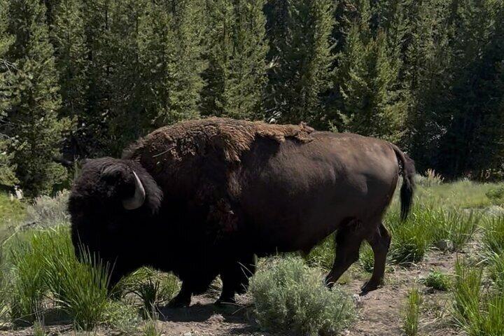 Yellowstone Upper Loop Tour with Lunch