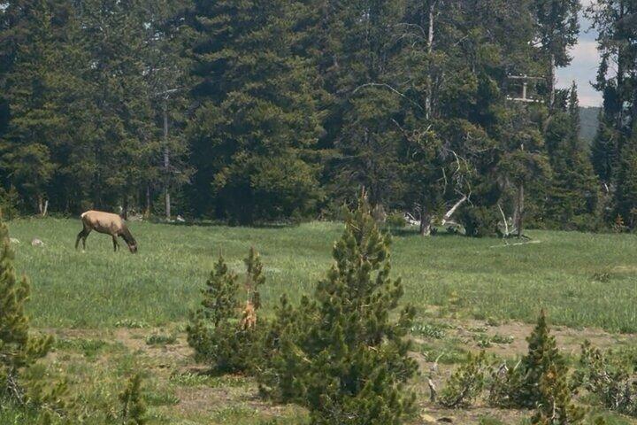 Yellowstone Upper Loop Tour with Lunch