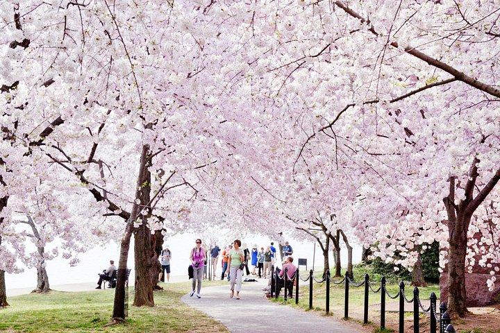 ワシントンDCモニュメントツアー（10＋停留所とボートクルーズ付き）