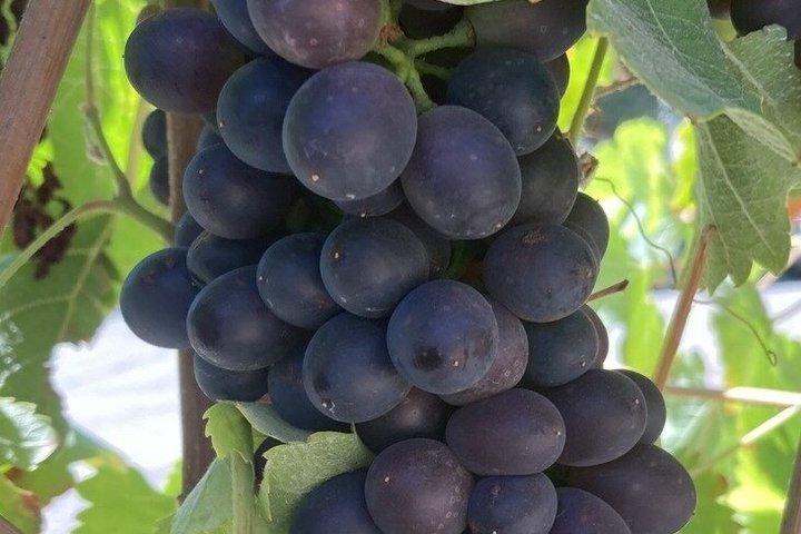 Wine Tours ( privé ) 6 heures complètes .