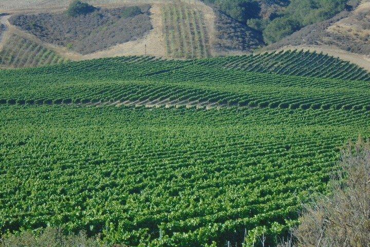 Wine Tours ( private ) 6 full hours .