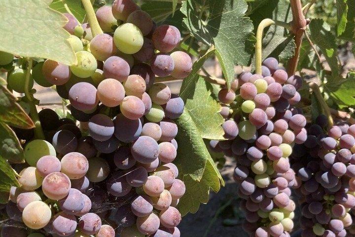 Wine Tours ( private ) 6 full hours .