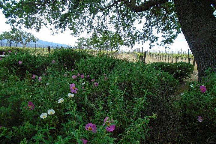 Wine Tours ( private ) 6 full hours .