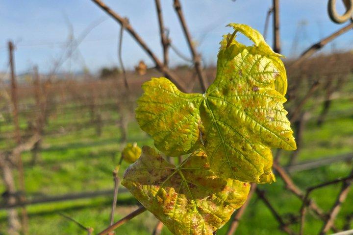 Wine Tours ( private ) 6 full hours .