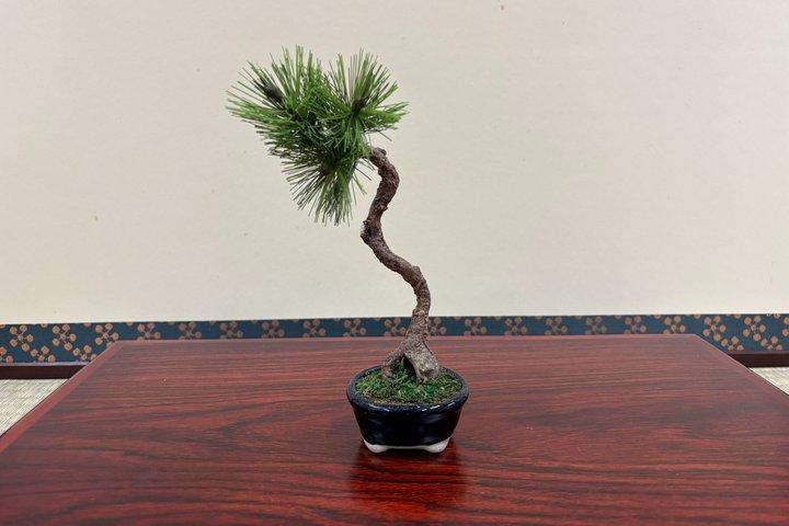 Asakusa Art of Zero Care Bonsai Authentic Crafting