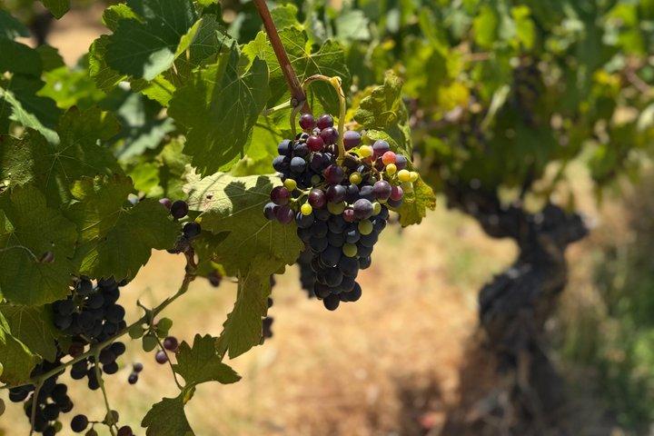 Dégustation de faune et de vin australiens