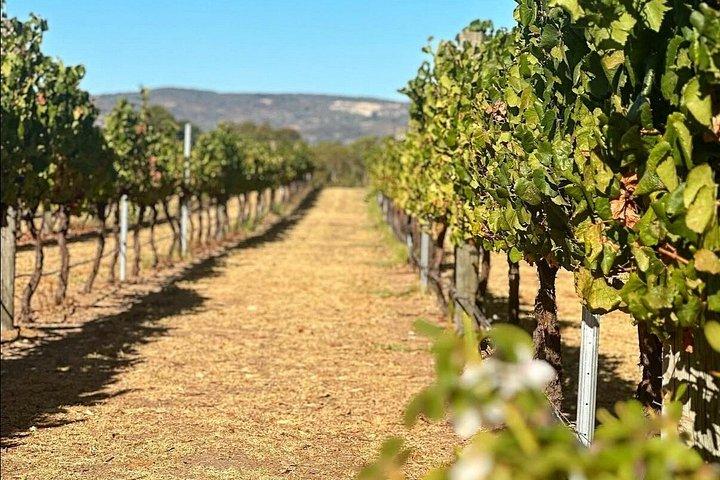 Australian Wildlife and Wine Tasting