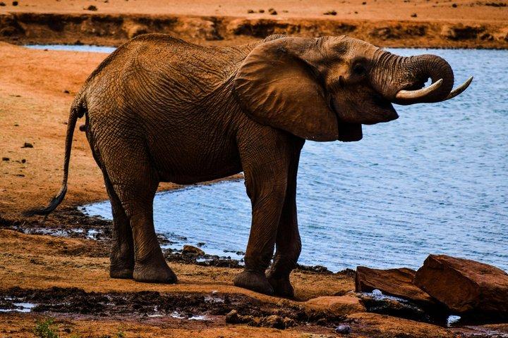 ツァボ・イーストとソルトリック・サファリ・アドベンチャー3日間