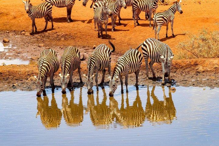 Safari notturno al parco nazionale dello Tsavo Est da Mombasa
