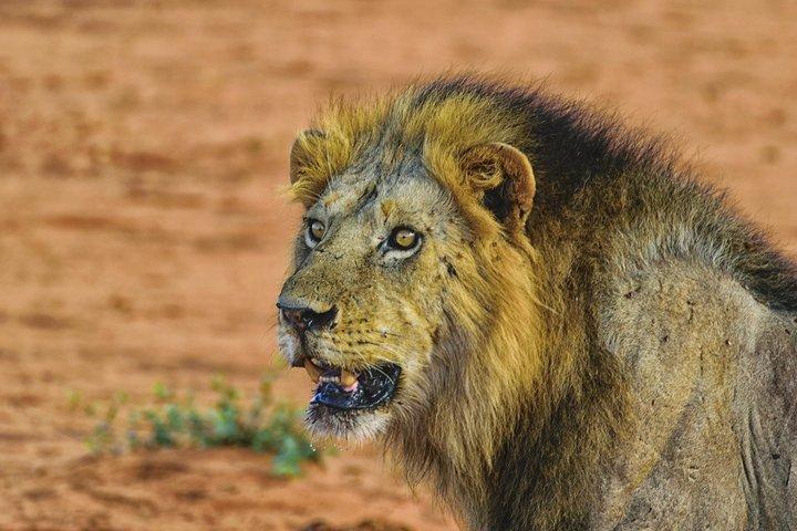 モンバサからツァボ東国立公園への一泊サファリ