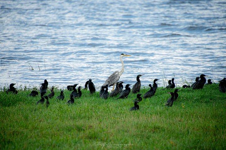 ミネリヤ国立公園プライベートジープサファリ（エキスパートガイド付き）