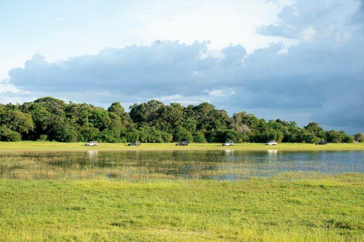ミネリヤ国立公園プライベートジープサファリ（エキスパートガイド付き）