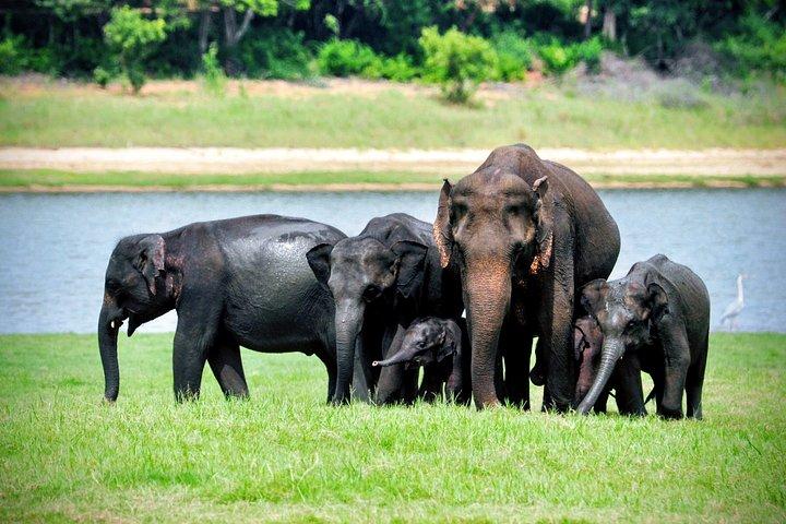 ミネリヤ国立公園プライベートジープサファリ（エキスパートガイド付き）