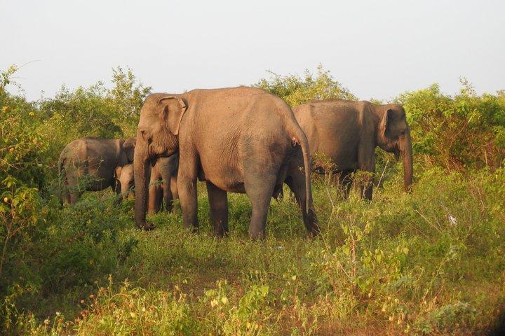 Bundala National Park Safari with Expert Driver
