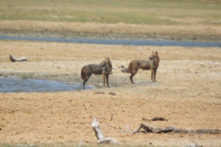 Bundala National Park Safari with Expert Driver