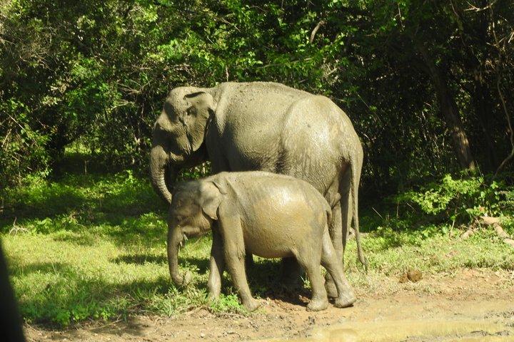 Bundala National Park Safari with Expert Driver
