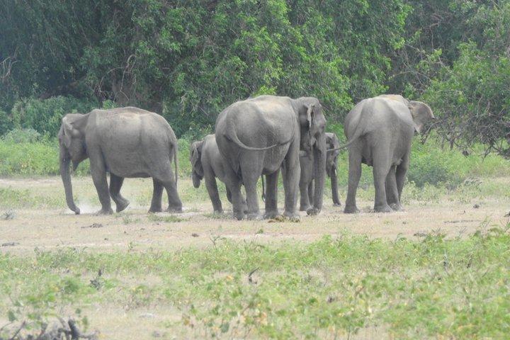 Bundala National Park Safari with Expert Driver