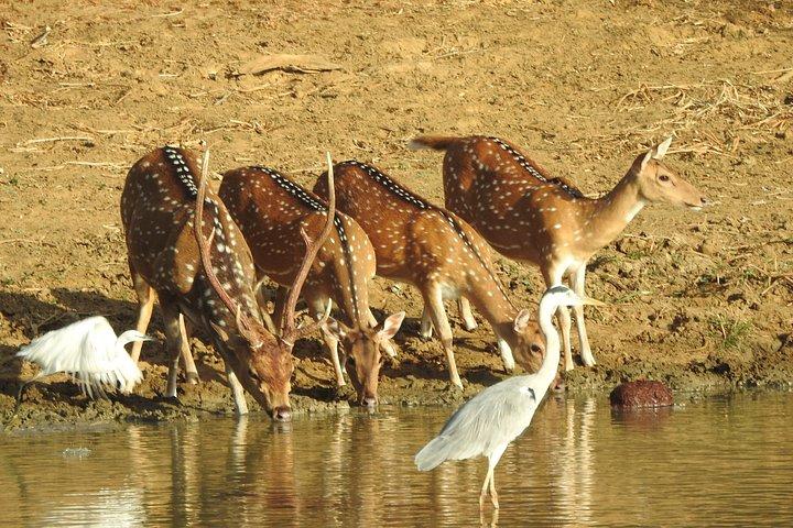 バンダラ国立公園サファリ（エキスパートパートドライバー付き）