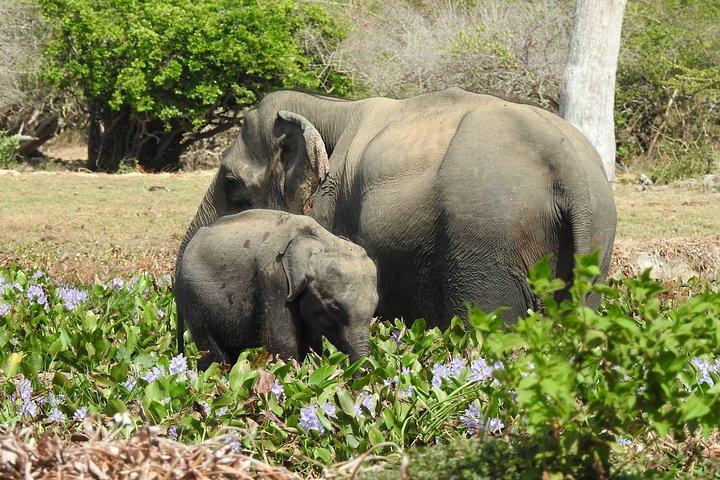 バンダラ国立公園サファリ（エキスパートパートドライバー付き）