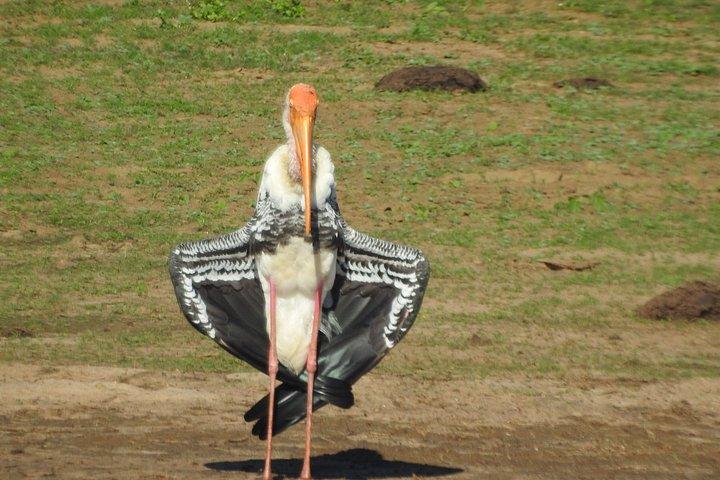 バンダラ国立公園サファリ（エキスパートパートドライバー付き）