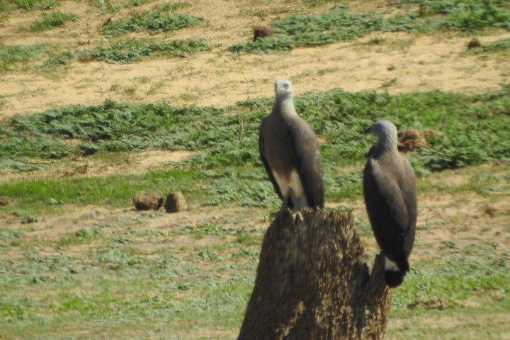 バンダラ国立公園サファリ（エキスパートパートドライバー付き）