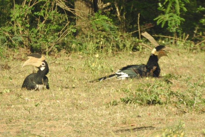 バンダラ国立公園サファリ（エキスパートパートドライバー付き）