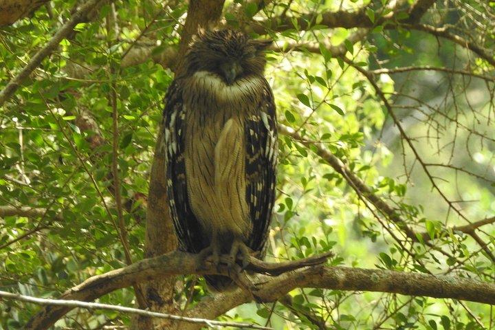バンダラ国立公園サファリ（エキスパートパートドライバー付き）