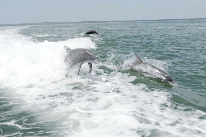 Public Sandbar Trip Swim Snorkel and Explore