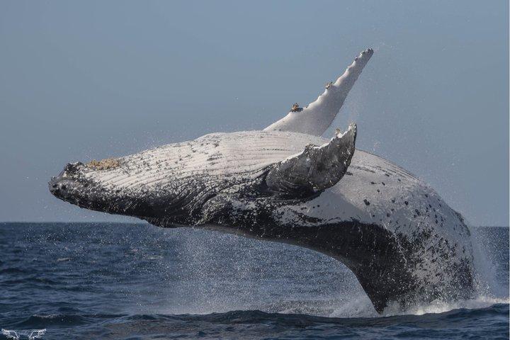 Tour in barca di Whale Watching a St Lucia in Sudafrica