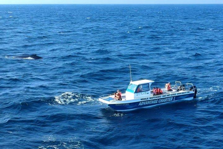 Tour in barca di Whale Watching a St Lucia in Sudafrica