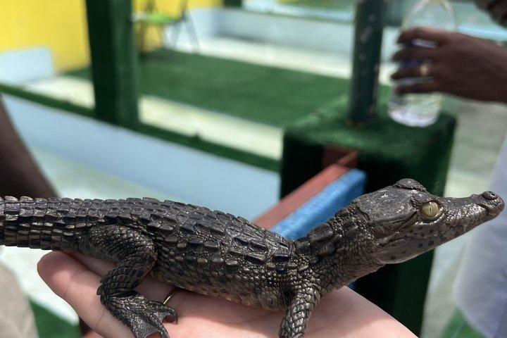 Private Appleton Estate Rum Tour & Black River Safari –Experience
