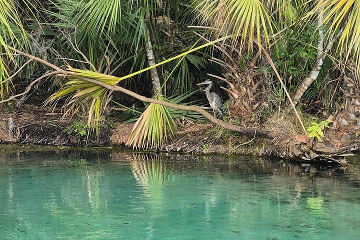 Rainbow River Scenic Eco Cruise with Optional Snorkeling