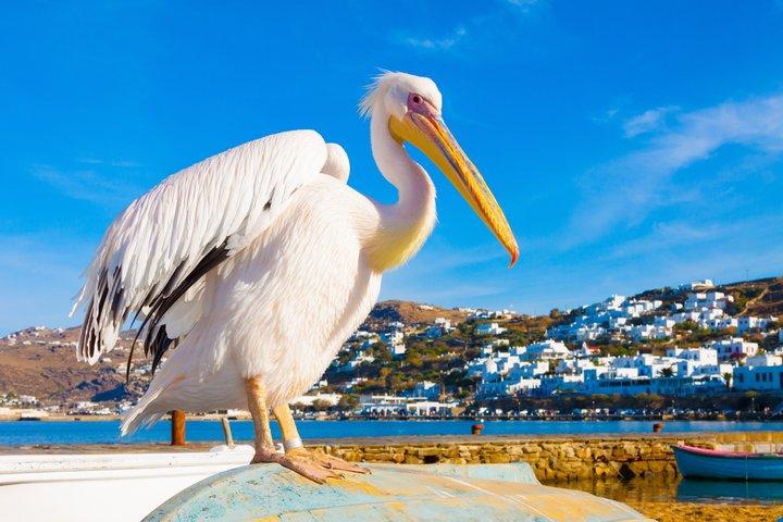 ミコノスワウツアー-プライベートハイライトと絶景スポット