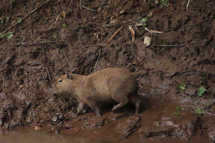 3-tägige Amazonas-Dschungel-Wildtiertour ab Cusco