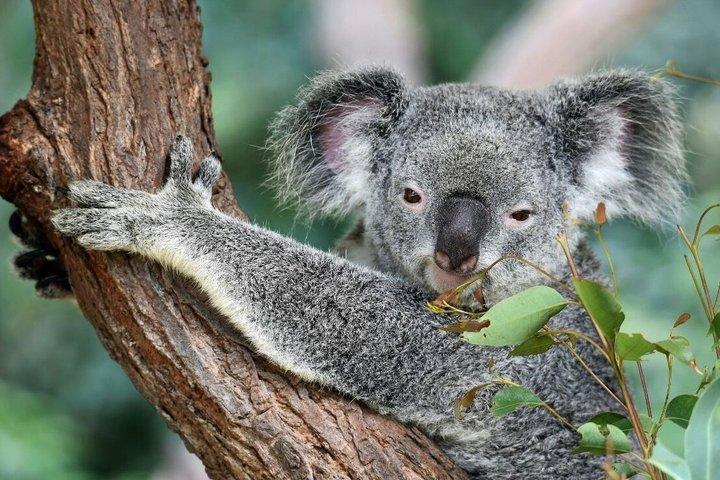 Australiensiska djur och vinprovning