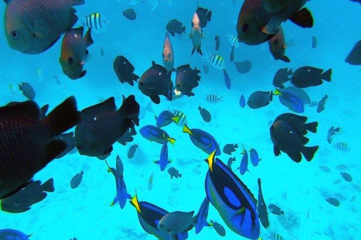 Tour de observação de golfinhos e snorkeling em Zanzibar